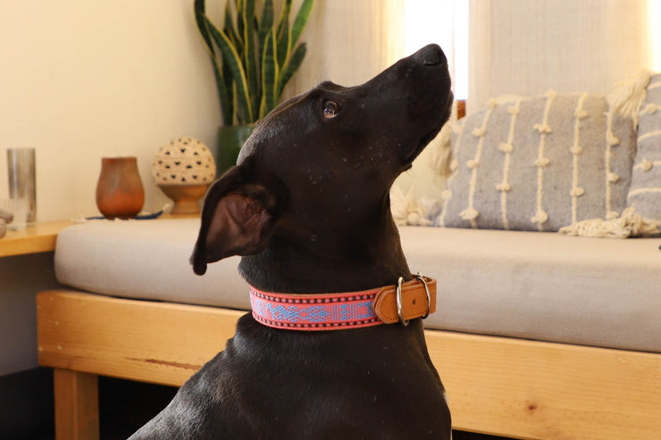 Artisanal Dog Collar | Size Large