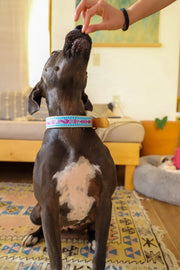 Artisanal Dog Collar | Size Extra-Large