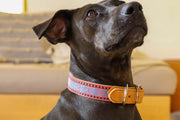 Artisanal Dog Collar | Size Large